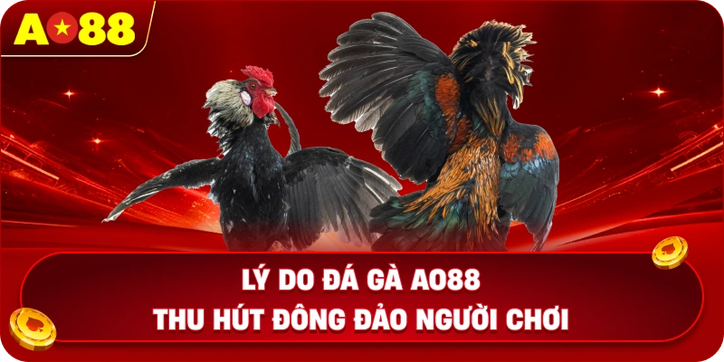 Lý do đá gà AO88 thu hút đông đảo người chơi
