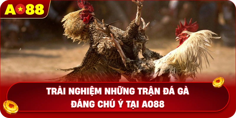 Trải nghiệm những trận đá gà đáng chú ý tại AO88
